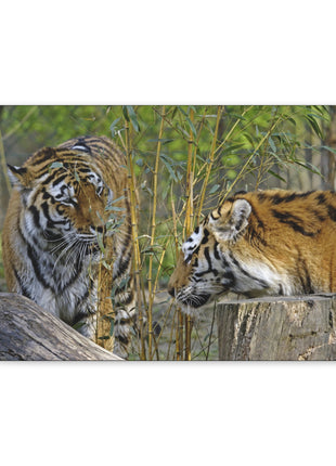 Clash of Kings – Fighting Tigers Wall Art | STG Collection - Snapping Turtle Gallery
