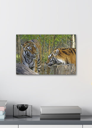 Clash of Kings – Fighting Tigers Wall Art | STG Collection - Snapping Turtle Gallery