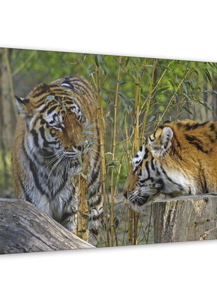 Clash of Kings – Fighting Tigers Wall Art | STG Collection - Snapping Turtle Gallery