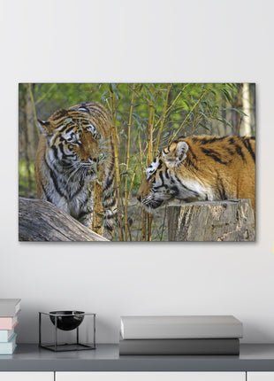 Clash of Kings – Fighting Tigers Wall Art | STG Collection - Snapping Turtle Gallery