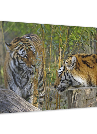 Clash of Kings – Fighting Tigers Wall Art | STG Collection - Snapping Turtle Gallery