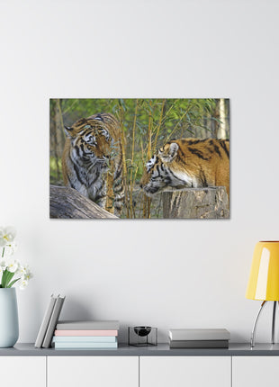 Clash of Kings – Fighting Tigers Wall Art | STG Collection - Snapping Turtle Gallery