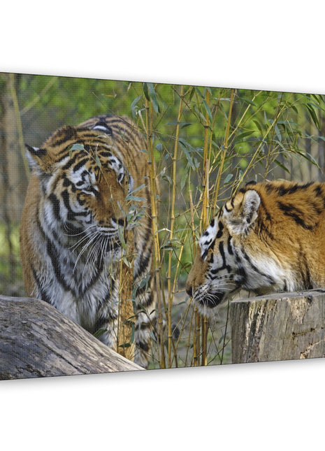 Clash of Kings – Fighting Tigers Wall Art | STG Collection - Snapping Turtle Gallery