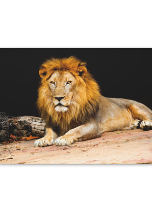 Lion Art | Acrylic, Metal & Canvas - Snapping Turtle Gallery