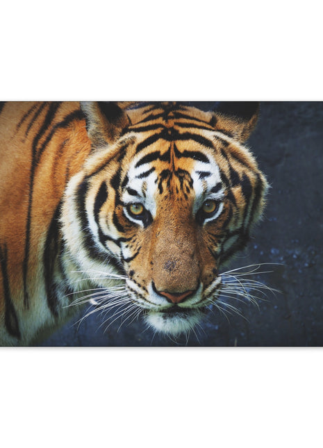 Fierce Focus – Majestic Tiger Headshot Wall Art | STG Collection - Snapping Turtle Gallery