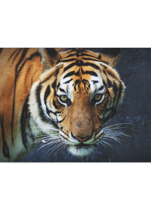 Fierce Focus – Majestic Tiger Headshot Wall Art | STG Collection - Snapping Turtle Gallery