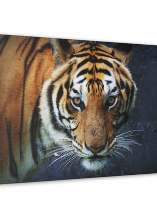 Fierce Focus – Majestic Tiger Headshot Wall Art | STG Collection - Snapping Turtle Gallery