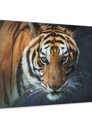 Fierce Focus – Majestic Tiger Headshot Wall Art | STG Collection - Snapping Turtle Gallery