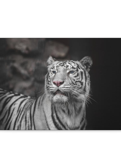 Ghost Stripes – White Tiger Wall Art | STG Collection - Snapping Turtle Gallery