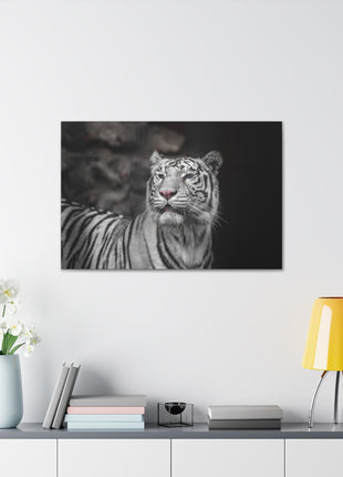 Ghost Stripes – White Tiger Wall Art | STG Collection - Snapping Turtle Gallery