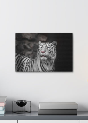 Ghost Stripes – White Tiger Wall Art | STG Collection - Snapping Turtle Gallery
