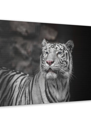 Ghost Stripes – White Tiger Wall Art | STG Collection - Snapping Turtle Gallery