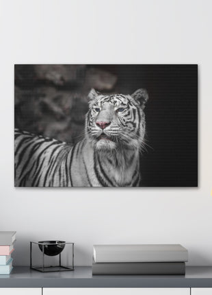 Ghost Stripes – White Tiger Wall Art | STG Collection - Snapping Turtle Gallery