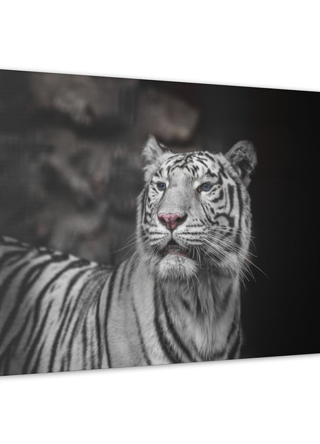 Ghost Stripes – White Tiger Wall Art | STG Collection - Snapping Turtle Gallery