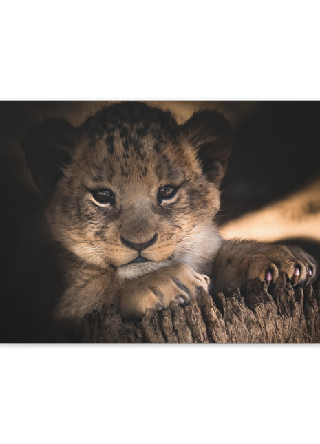 Innocence of the Wild – Lion Cub Wall Art | STG Collection - Snapping Turtle Gallery
