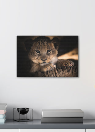 Innocence of the Wild – Lion Cub Wall Art | STG Collection [variant_option1] Print, Premium Wall Art by Snapping Turtle Gallery