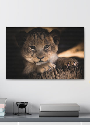 Innocence of the Wild – Lion Cub Wall Art | STG Collection [variant_option1] Print, Premium Wall Art by Snapping Turtle Gallery
