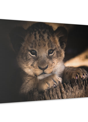 Innocence of the Wild – Lion Cub Wall Art | STG Collection [variant_option1] Print, Premium Wall Art by Snapping Turtle Gallery
