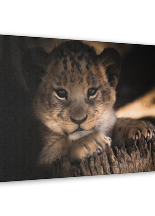 Innocence of the Wild – Lion Cub Wall Art | STG Collection [variant_option1] Print, Premium Wall Art by Snapping Turtle Gallery
