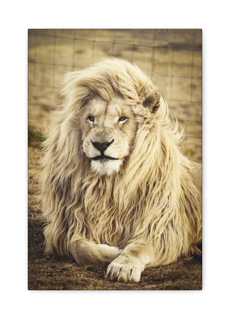 Lion Field Art | Acrylic, Metal & Canvas - Snapping Turtle Gallery