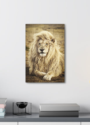 Lion Laying in a Field Wall Art – Majestic Wildlife Print | STG Collection [variant_option1] Print, Premium Wall Art by Snapping Turtle Gallery