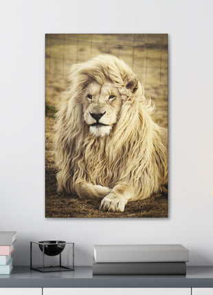 Lion Laying in a Field Wall Art – Majestic Wildlife Print | STG Collection [variant_option1] Print, Premium Wall Art by Snapping Turtle Gallery