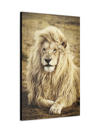 Lion Laying in a Field Wall Art – Majestic Wildlife Print | STG Collection [variant_option1] Print, Premium Wall Art by Snapping Turtle Gallery