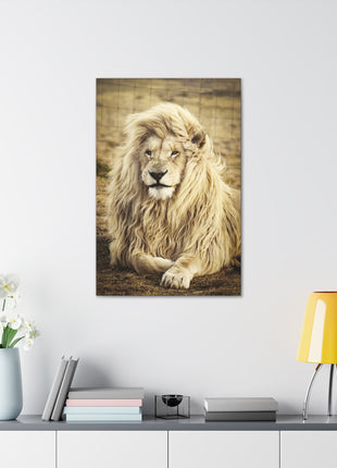 Lion Laying in a Field Wall Art – Majestic Wildlife Print | STG Collection [variant_option1] Print, Premium Wall Art by Snapping Turtle Gallery