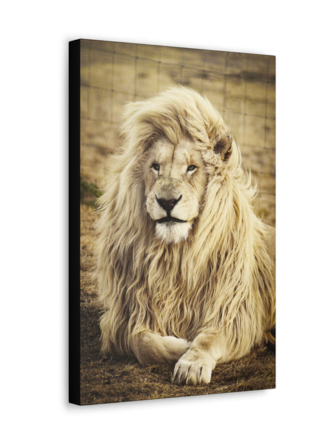 Lion Field Art | Acrylic, Metal & Canvas - Snapping Turtle Gallery