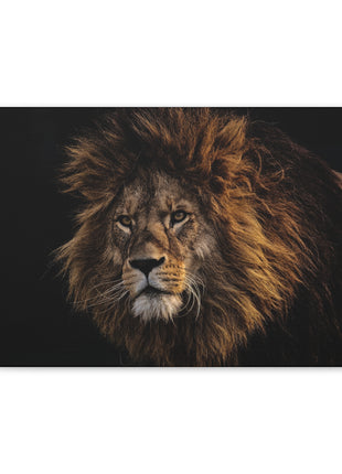 Majestic King – Big Lion Wall Art | STG Collection - Snapping Turtle Gallery