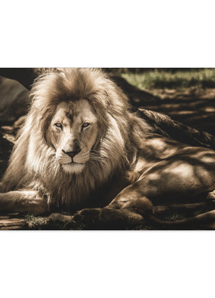 Monarch’s Rest – Great Lion Under a Tree Wall Art | STG Collection [variant_option1] Print, Premium Wall Art by Snapping Turtle Gallery