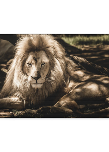 Monarch’s Rest – Great Lion Under a Tree Wall Art | STG Collection - Snapping Turtle Gallery