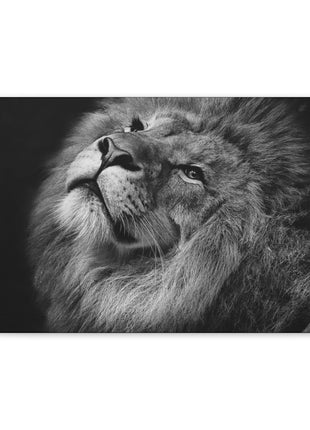 Monochrome Majesty – Black and White Lion Wall Art | STG Collection - Snapping Turtle Gallery