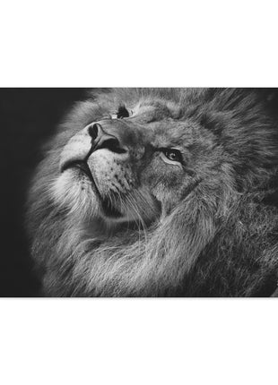 Monochrome Majesty – Black and White Lion Wall Art | STG Collection - Snapping Turtle Gallery