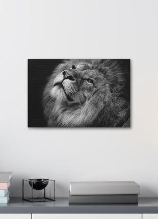 Monochrome Majesty – Black and White Lion Wall Art | STG Collection - Snapping Turtle Gallery