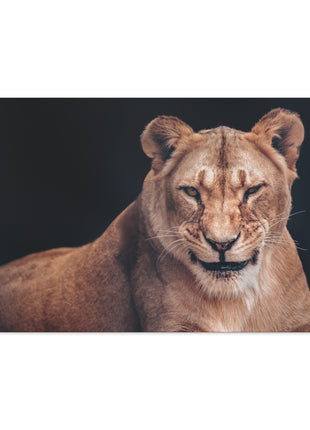 Queen of the Wild – Female Lion Wall Art | STG Collection - Snapping Turtle Gallery