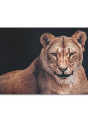 Queen of the Wild – Female Lion Wall Art | STG Collection - Snapping Turtle Gallery