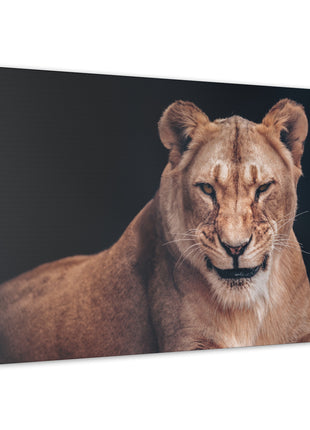 Queen of the Wild – Female Lion Wall Art | STG Collection - Snapping Turtle Gallery