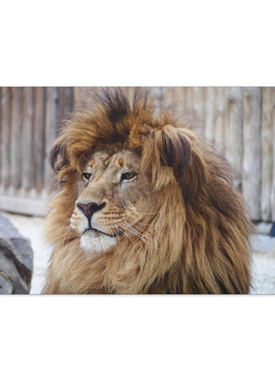 Lion Art | Acrylic, Metal & Canvas - Snapping Turtle Gallery