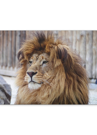 Lion Art | Acrylic, Metal & Canvas - Snapping Turtle Gallery