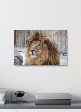 Lion Art | Acrylic, Metal & Canvas - Snapping Turtle Gallery