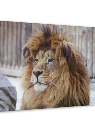 Lion Art | Acrylic, Metal & Canvas - Snapping Turtle Gallery