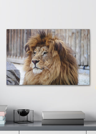 Lion Art | Acrylic, Metal & Canvas - Snapping Turtle Gallery