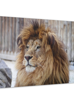 Lion Art | Acrylic, Metal & Canvas - Snapping Turtle Gallery