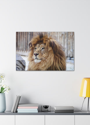 Lion Art | Acrylic, Metal & Canvas - Snapping Turtle Gallery