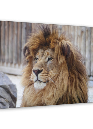 Lion Art | Acrylic, Metal & Canvas - Snapping Turtle Gallery