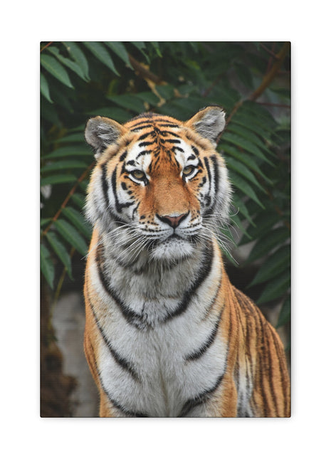Regal Stride – Prideful Tiger Wall Art | STG Collection - Snapping Turtle Gallery