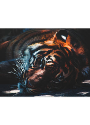 Resting Power – Tiger Laying Down Wall Art | STG Collection - Snapping Turtle Gallery