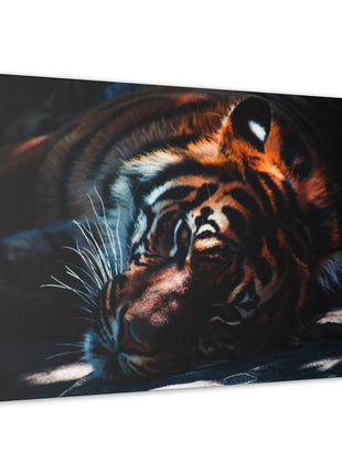 Resting Power – Tiger Laying Down Wall Art | STG Collection - Snapping Turtle Gallery