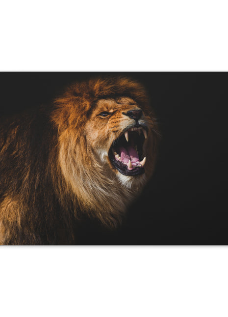 Roar of the King – Powerful Roaring Lion Wall Art | STG Collection [variant_option1] Print, Premium Wall Art by Snapping Turtle Gallery